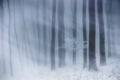 Blizzard in a forest with fog and snow in winter Royalty Free Stock Photo