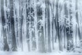 Blizzard in forest with snow and frost in winter Royalty Free Stock Photo