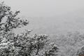 Blizzard at garden of the gods colorado springs rocky mountains during winter covered in snow Royalty Free Stock Photo