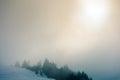 Blizzard in mountains. magic scenery with clouds and fog on a sunny winter morning. trees in mist on a snow covered meadow