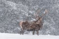 Blizzard. Viripotent Noble Red Deer With Big Horns, Beautifully Turned Head. European Wildlife Landscape With Deer Stag. Portrait