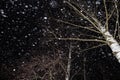 Winter night with snow flakes falling. Snowfall  trees in forest in snow Royalty Free Stock Photo