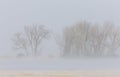 Blizzard winter trees