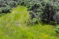 BLM Road with Engelmann Daisy (Asteraceae) In Grass Royalty Free Stock Photo