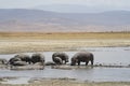 A Bloat of Hippopotami in Tanzania Royalty Free Stock Photo