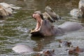 Bloat of hippopotamus on a river in the Tanzania Safari Wildlife in Africa