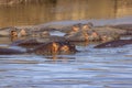 Bloat of hippopotamus on a river in the Tanzania Safari Wildlife in Africa