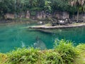 A bloat Hippopotamus at a zoo in a pond