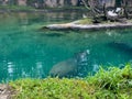 A bloat Hippopotamus at a zoo in a pond