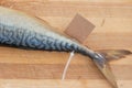 Bloated fish with cardboard nameplate