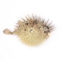 Bloated fish hedgehog on white background isolated Royalty Free Stock Photo