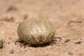 Bloated, full of blood hard-bodied tick ixodes lying on the ground