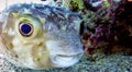 Bloated Puffer fish