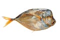 Bloater moonfish isolated on white Royalty Free Stock Photo