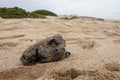 A block of black tar on the beach. Residue from hydrocarbon processing Royalty Free Stock Photo