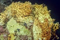 A block of corals, at the top a reticulated fire coral Millepora dichotoma