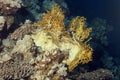 A block of hard coral, with a reticulated fire coral Millepora dichotoma at the top Royalty Free Stock Photo