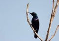 Block humming birds in the nature and scratching for food