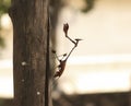 On the block stick insects. with blur background Royalty Free Stock Photo