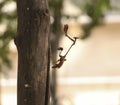 On the block stick insects. with blur background