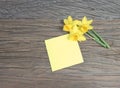 Block of Yellow Post Notes and Fresh Daffodil Flower. Royalty Free Stock Photo