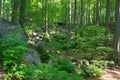 Blockfield Felsenmeer in Odenwald