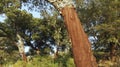 Blockhead Forest, Los Alcornocales Natural Park, Spain