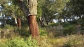 Blockhead Forest, Los Alcornocales Natural Park, Spain