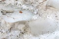 Blocks of ice in the dirty spring thawed snow. A white background