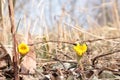 Tussilago farfara