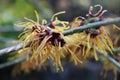 Lentebode: toverhazelaar / hamamelis witch hazel flowering in volle bloei Royalty Free Stock Photo