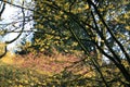 hamamelis or witch hazel flowering in early spring Royalty Free Stock Photo