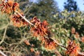 hamamelis or witch hazel flowering in early spring Royalty Free Stock Photo