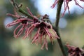 hamamelis or witch hazel flowering in early spring Royalty Free Stock Photo