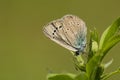 Bloemenblauwtje, Green-underside Blue, Glaucopsyche alexis Royalty Free Stock Photo