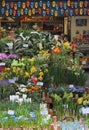 Bloemenmarkt (Flower Market) Amsterdam