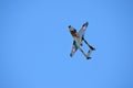 De Havilland Vampire aircraft performing at an airshow