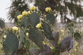 The bloming opuntia, prickly pear cactus