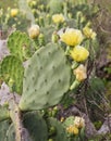 The blooming opuntia, prickly pear cactus at Galveston, Texas