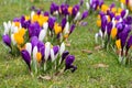 Crocus flowers in a park Royalty Free Stock Photo