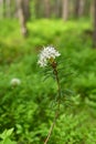 Blomming Ledum palustre