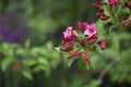 Blomming Weigela bush