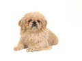 Blond adult tibetan spaniel dog seen from the side facing the camera Royalty Free Stock Photo