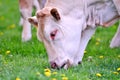 Blond aquitaine cow grazing in a meadow with dandelions Royalty Free Stock Photo