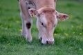 Blond aquitaine cow grazing in a meadow with dandelions Royalty Free Stock Photo