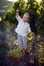 Blond boy child collects it in a basket grapes