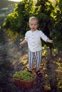 Blond boy child collects it in a basket grapes