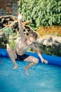 Blond Boy Jumping Into Inflatable Water Pool Royalty Free Stock Photo