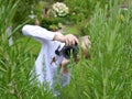 A blond boy with a white shirt tries to photograph a cross spider in a rosemary shrub in the garden