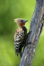 Blond-crested woodpecker, Colaptes flavescens Royalty Free Stock Photo